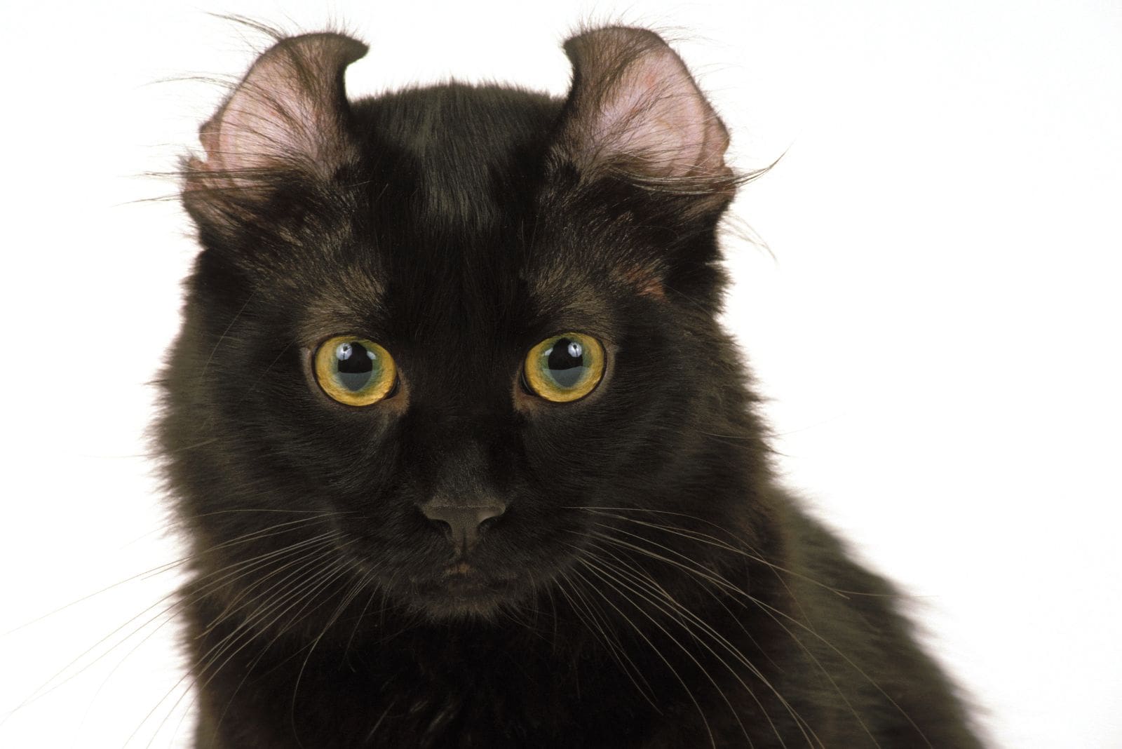 American Curl with black eyes