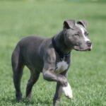 American Pit Bull Terrier