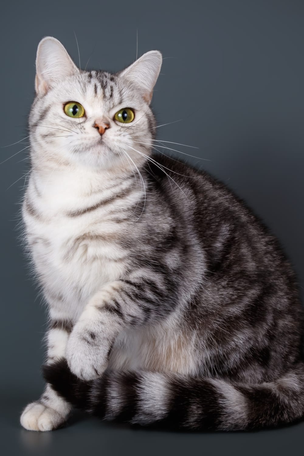 American Shorthair