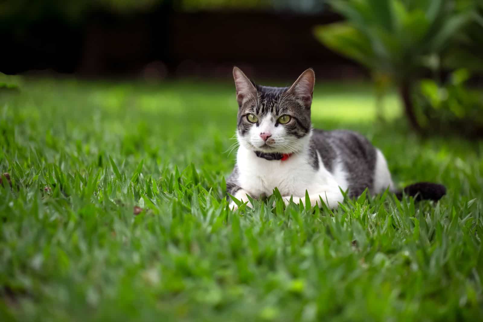 American Wirehair lying on the grass in the garden