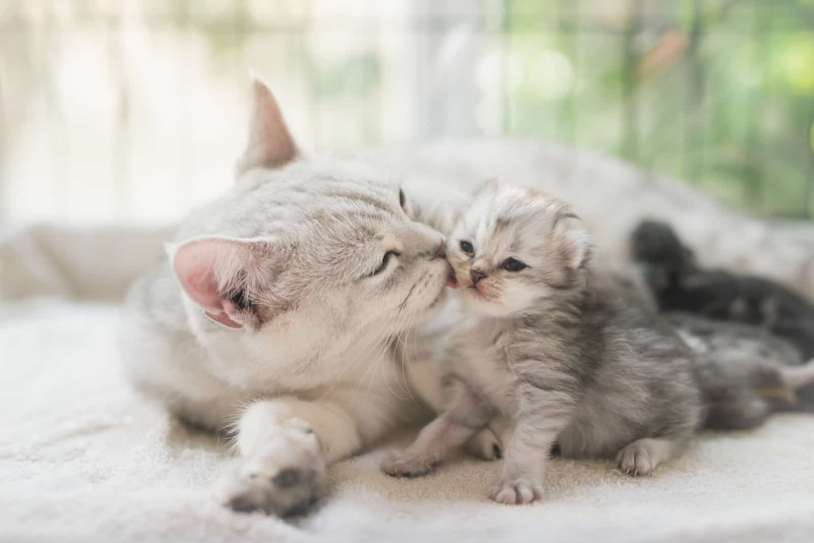 American shorthair cat kissing her kitten with love