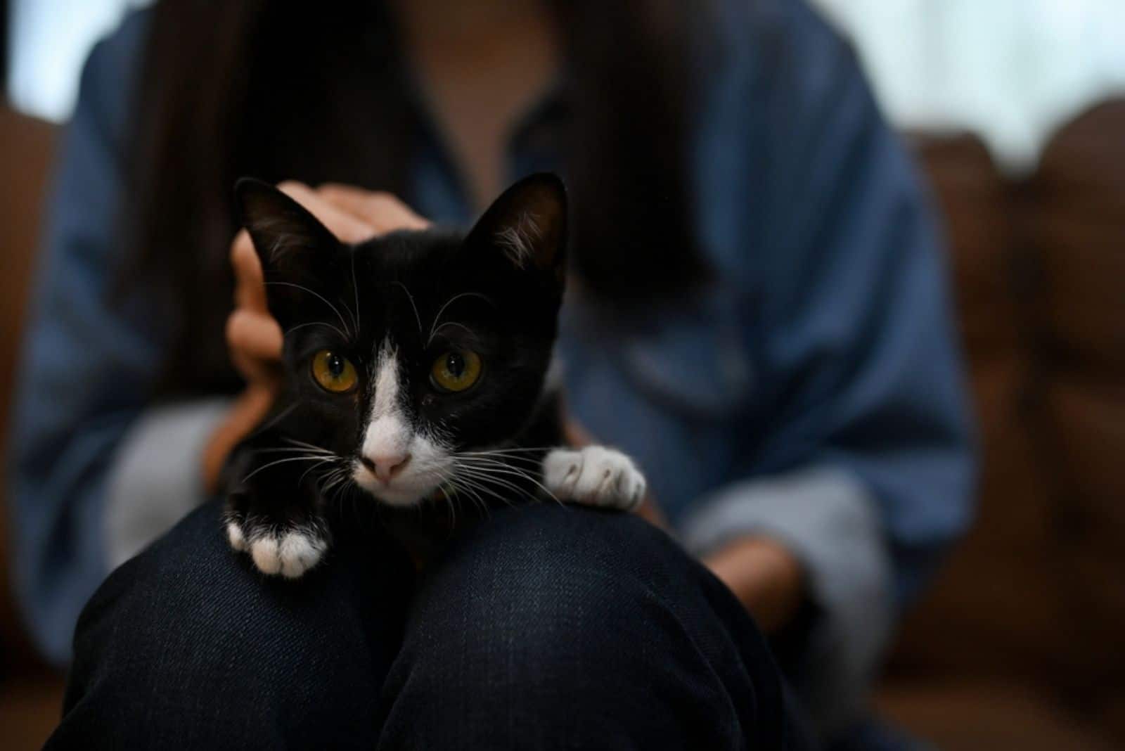 An adorable and clam black cat laying on a female lap