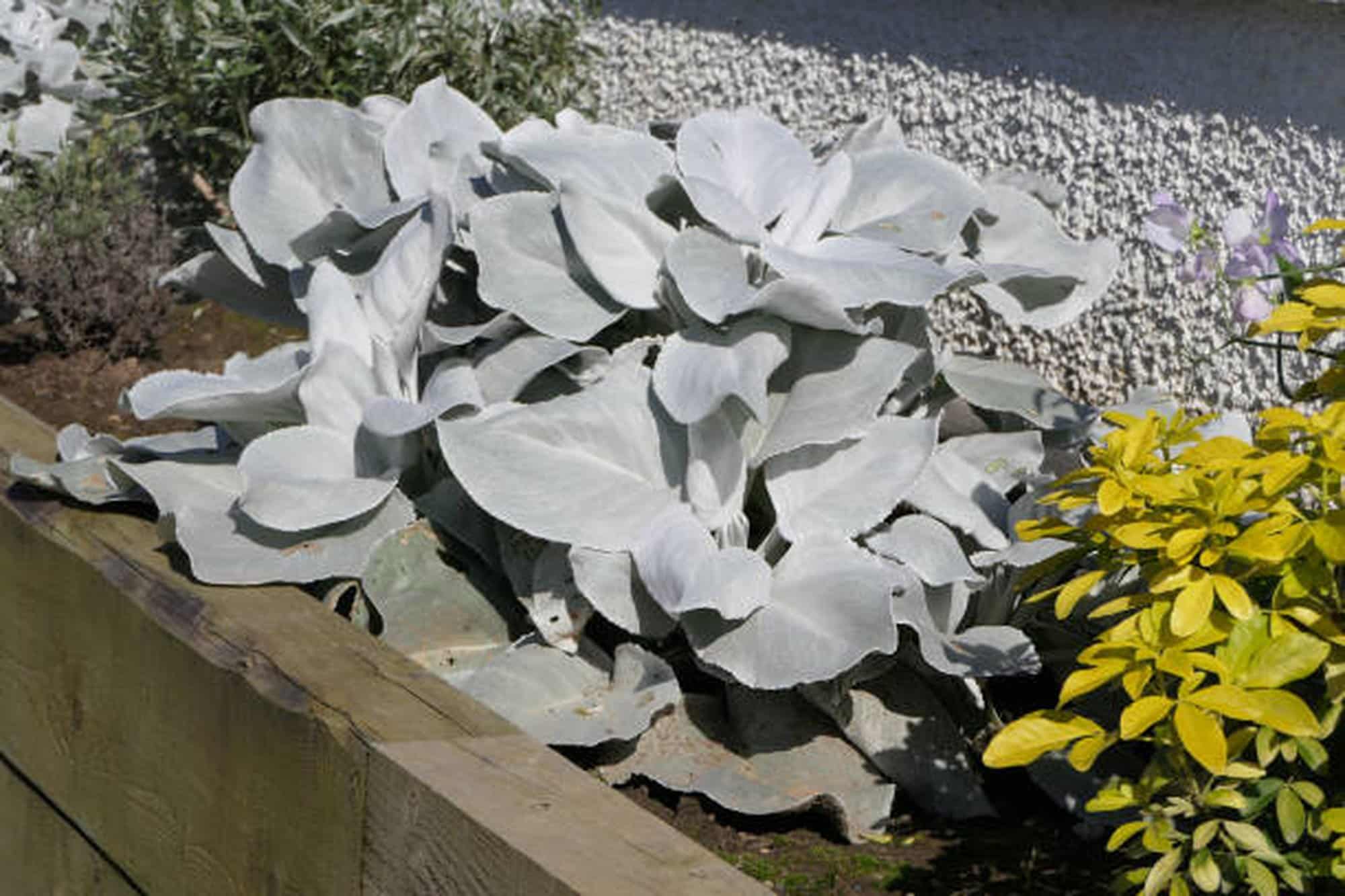 Angel Wings Plant