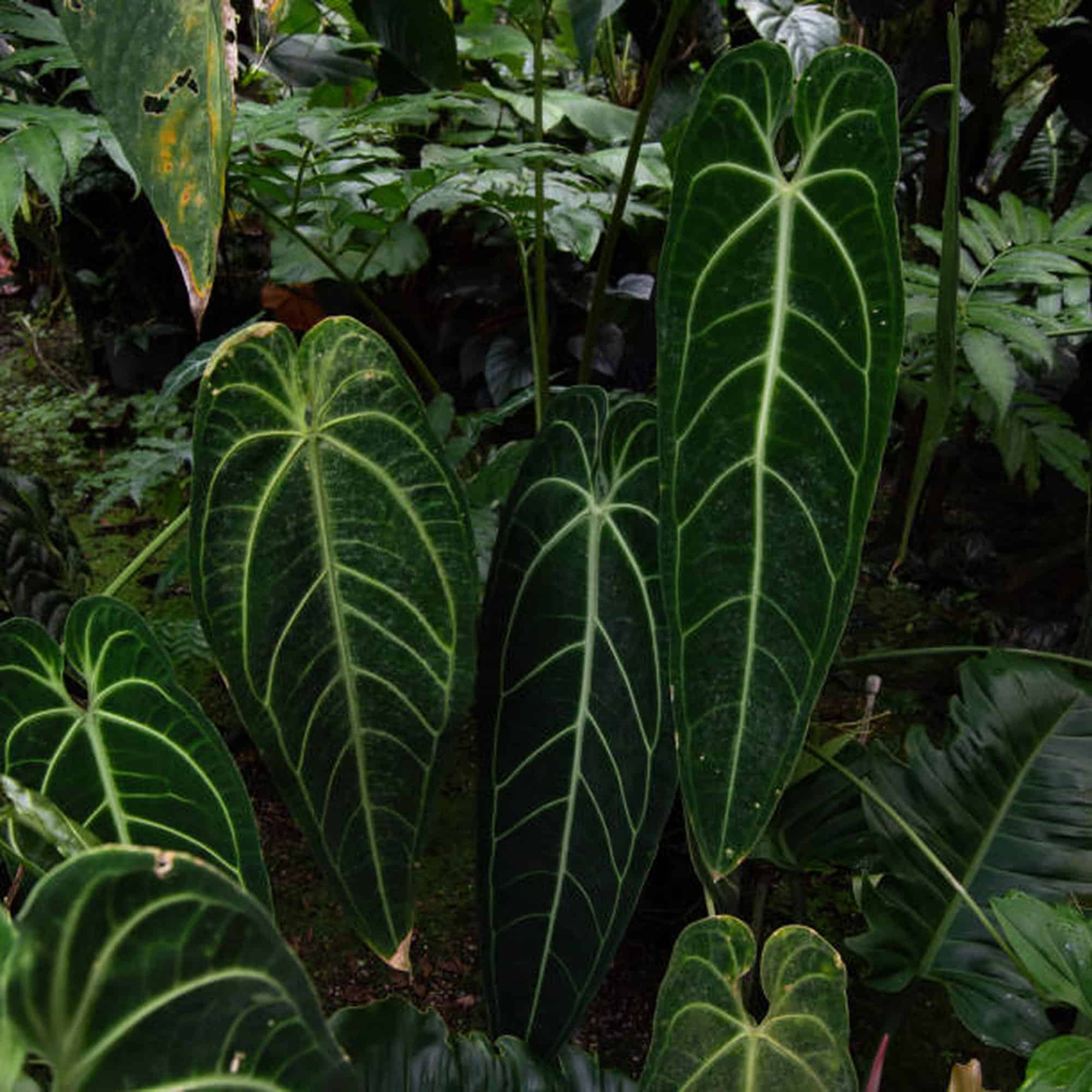 Anthurium Warocqueanum