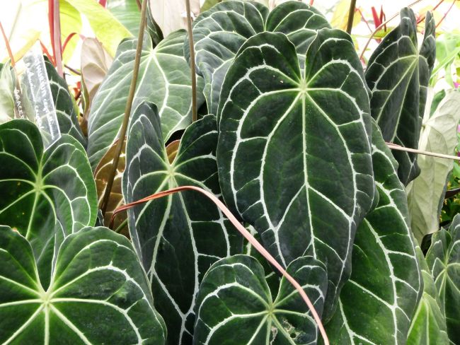 anthurium Crystallinum anthurium varieties