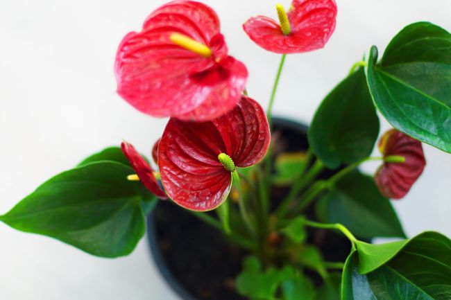 Flamingo Flower with red flowers (Anthurium)