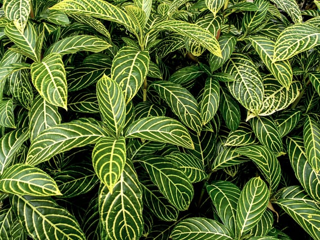 Aphelandra squarrosa care zebra plant