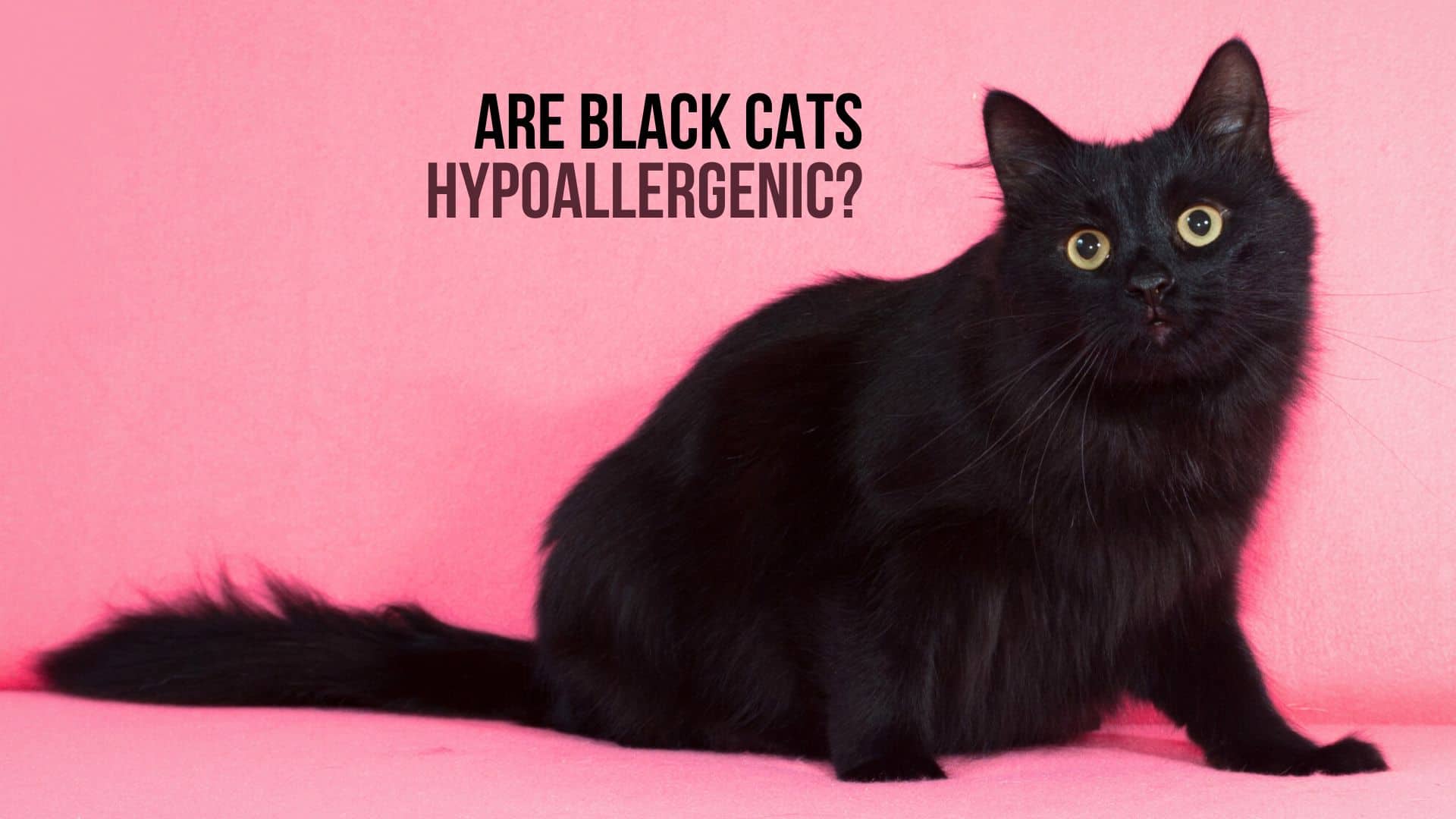 are black cats hypoallergenic