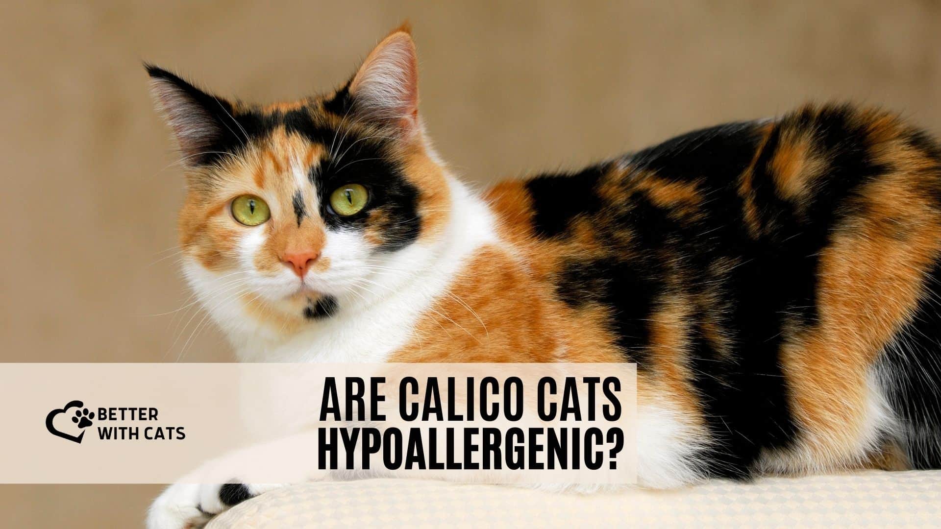 are calico cats hypoallergenic