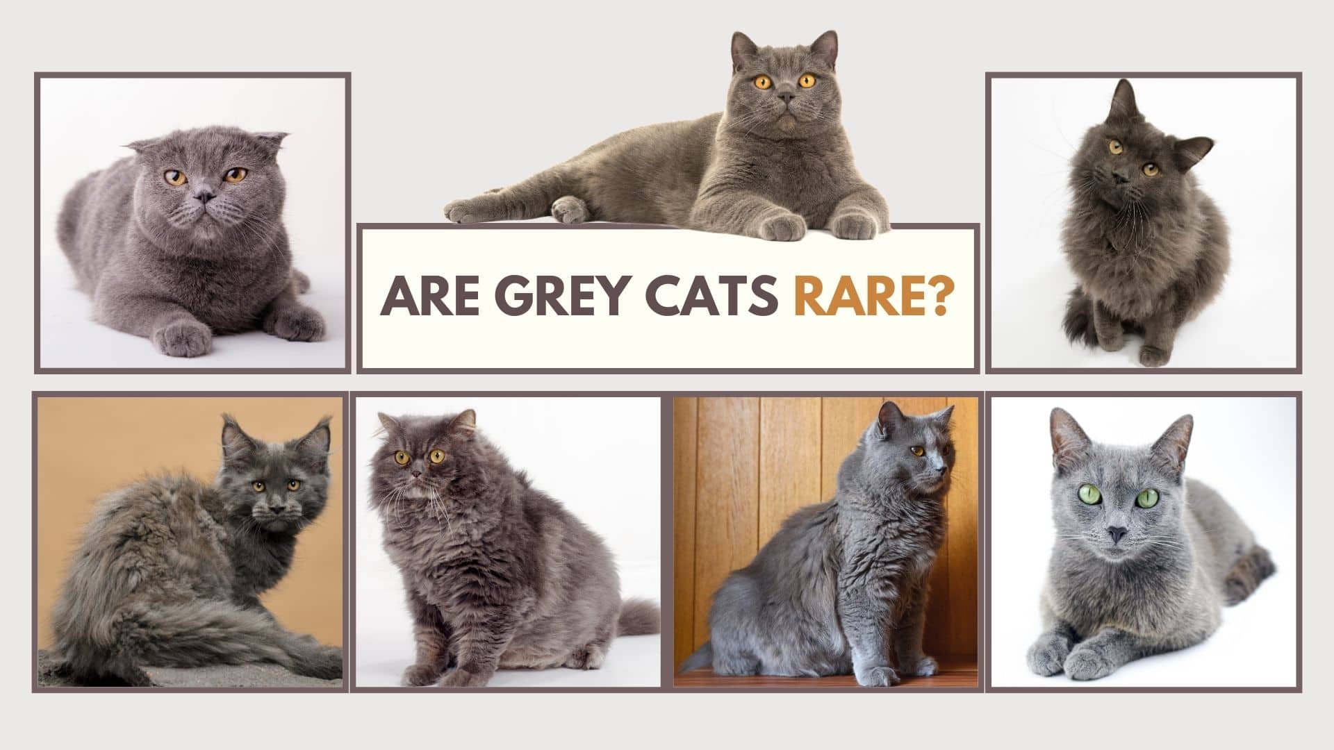 grey cats