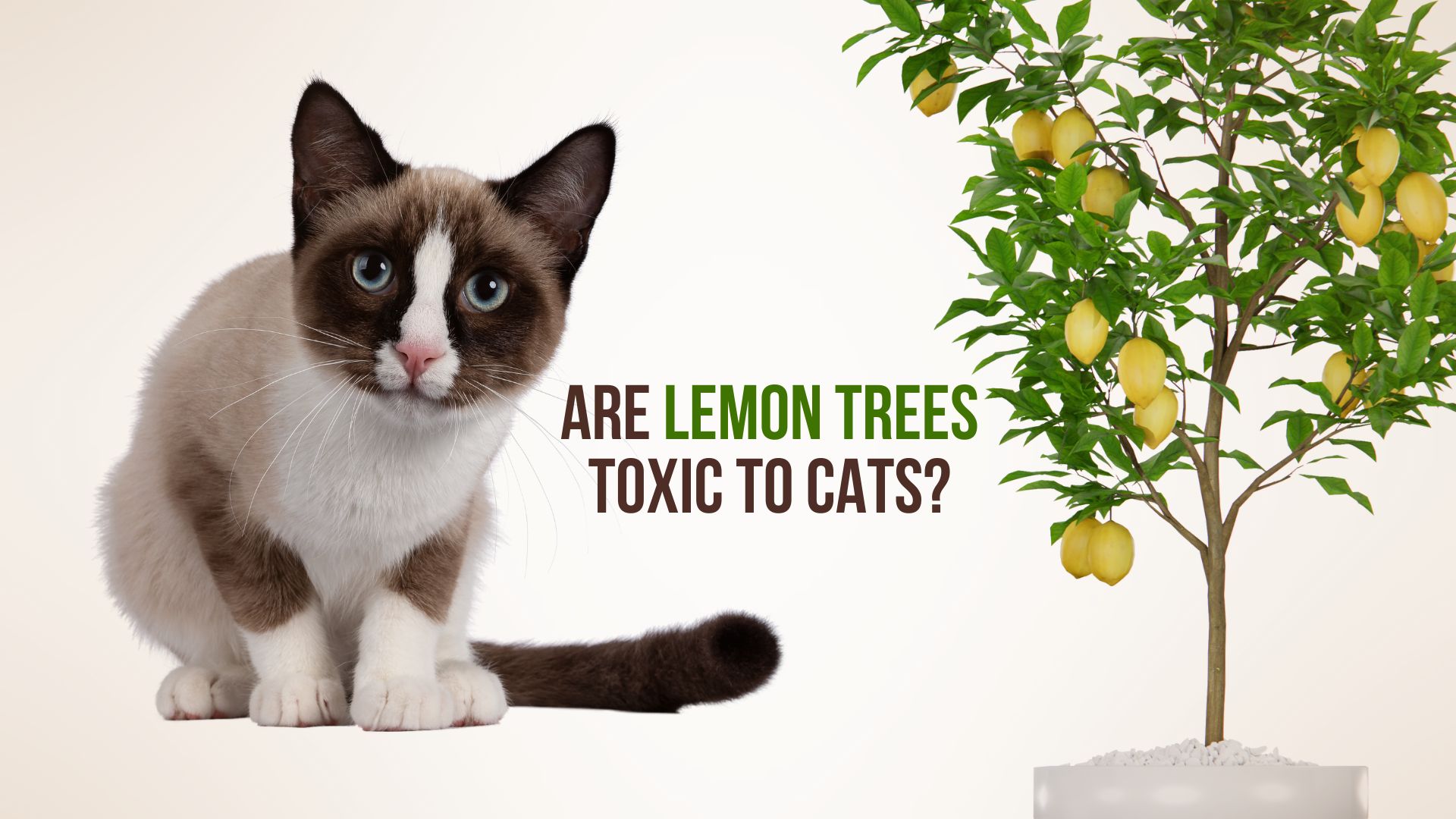 Are Lemon Trees Toxic To Cats