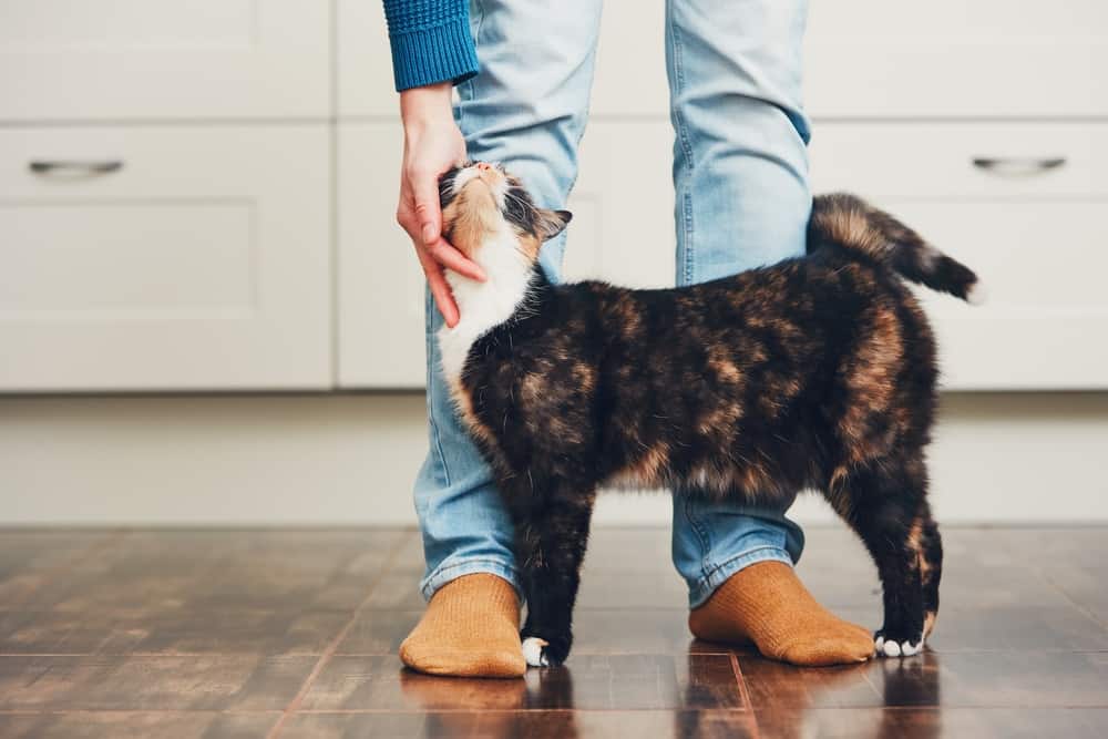 female cat affectionately rubbing on a persons legs