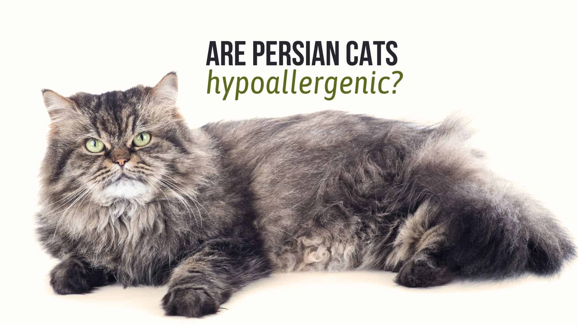 Persian cat lying