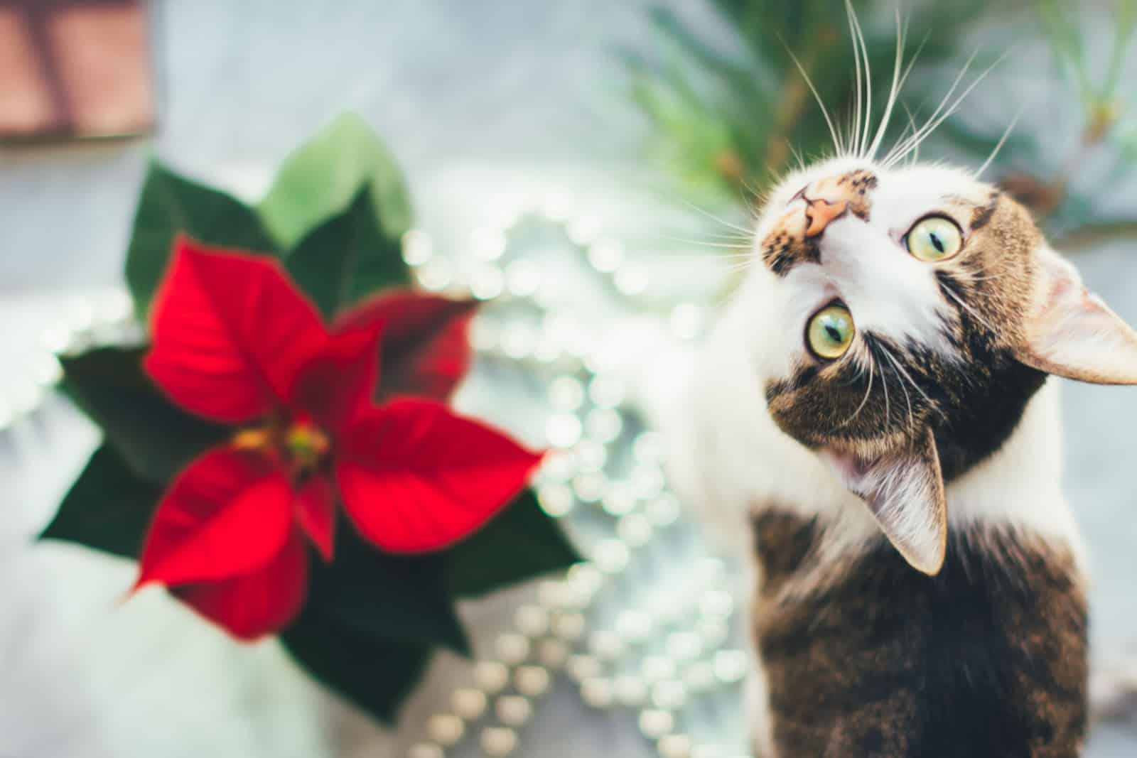 cat stands next to poinsettia plant and looks up