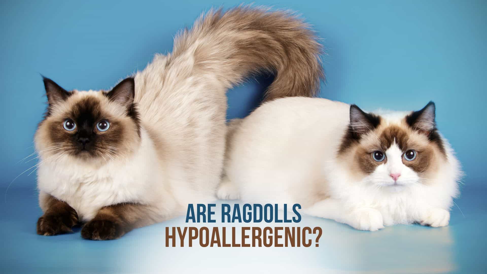 are ragdolls hypoallergenic