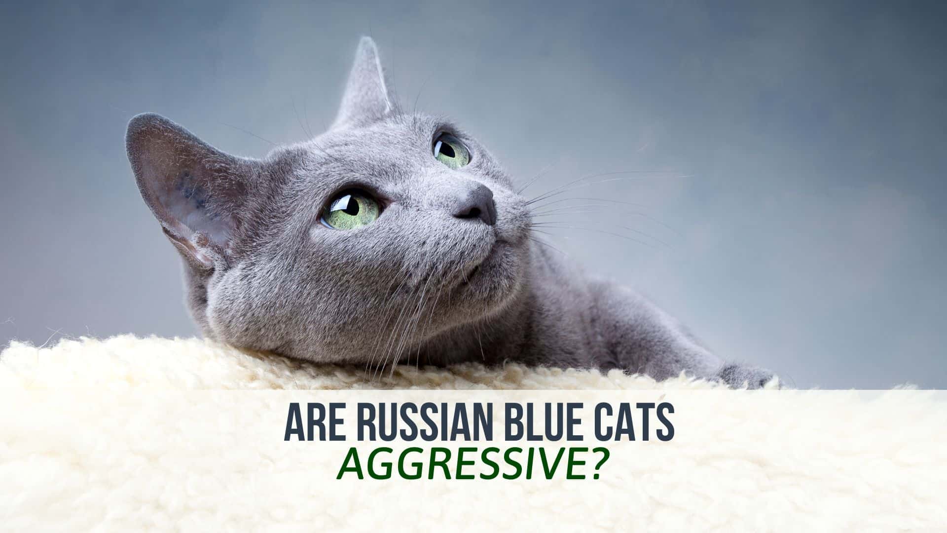 russian blue cats