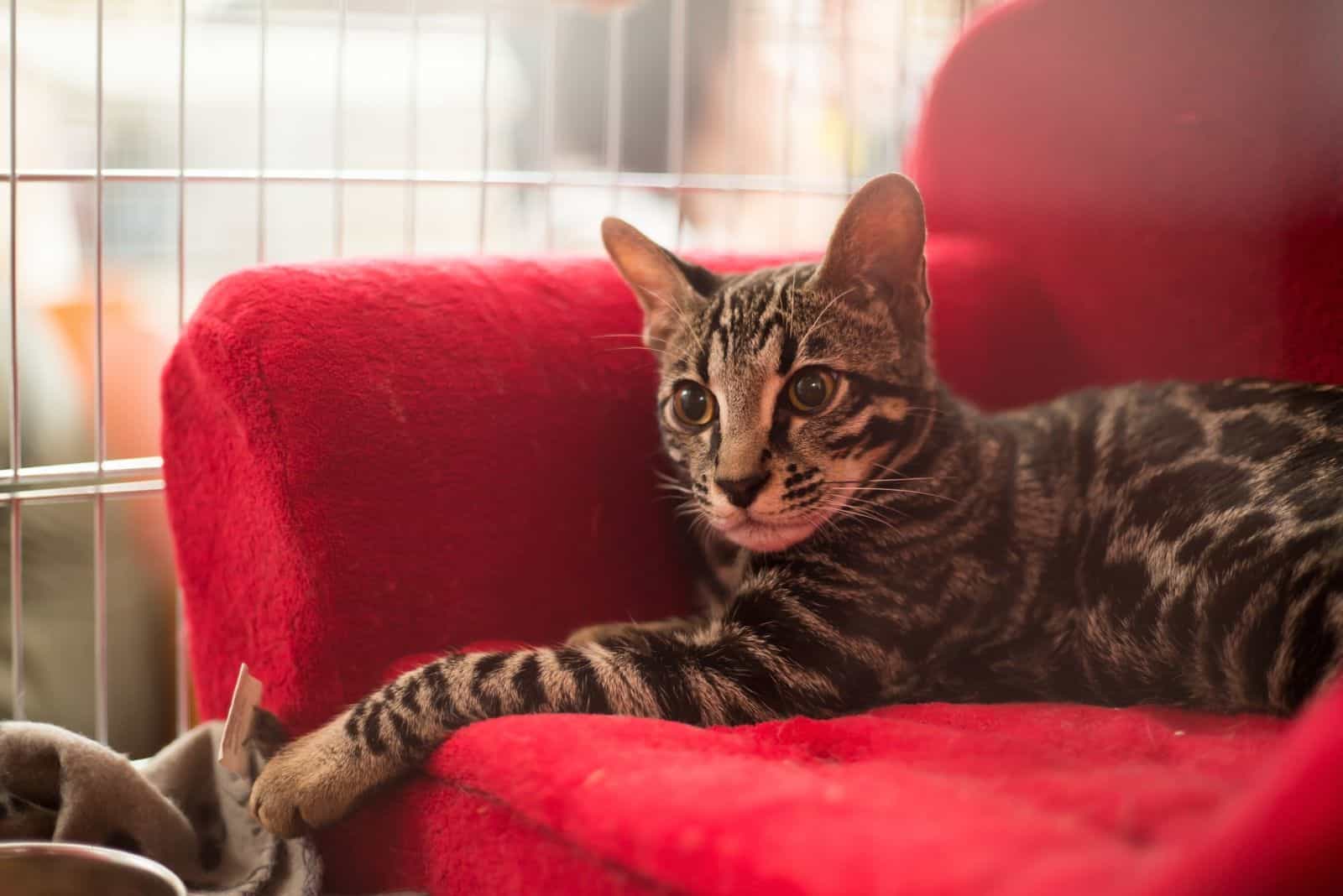 Ashera is lying on a red armchair