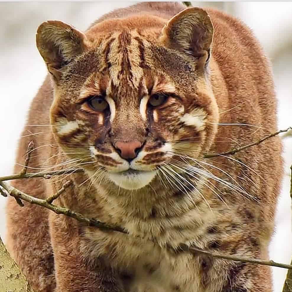 Asiatic Golden Cat is standing and looking at the camera