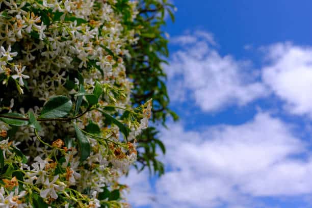 Asian Star Jasmine Flower