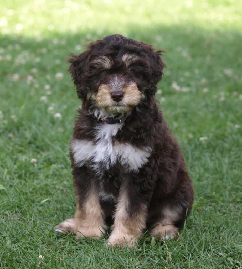 Aussie doodle standing on grass