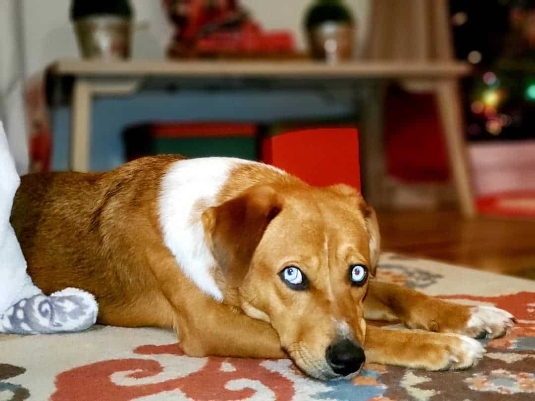 Aussiedor Laying down