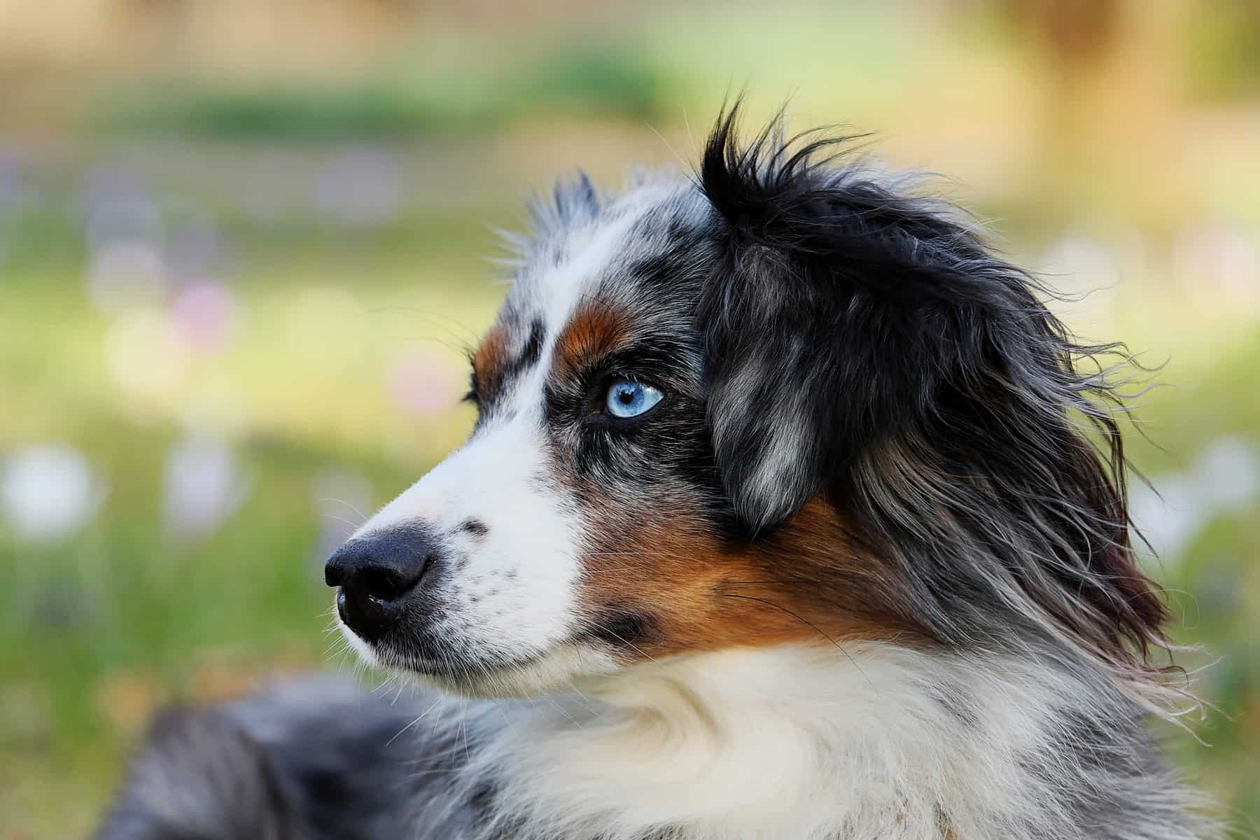 Australian Shepherd close up