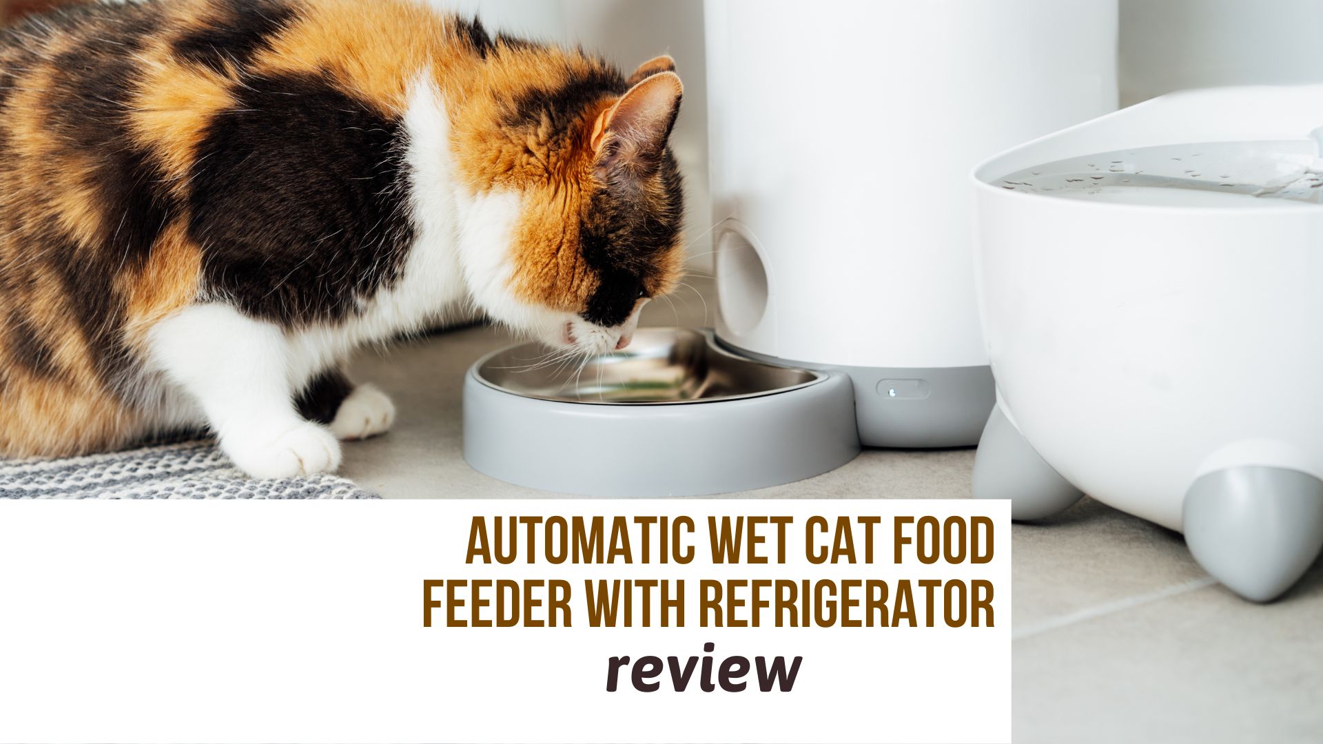 calico cat eating from a white automatic wet food feeder