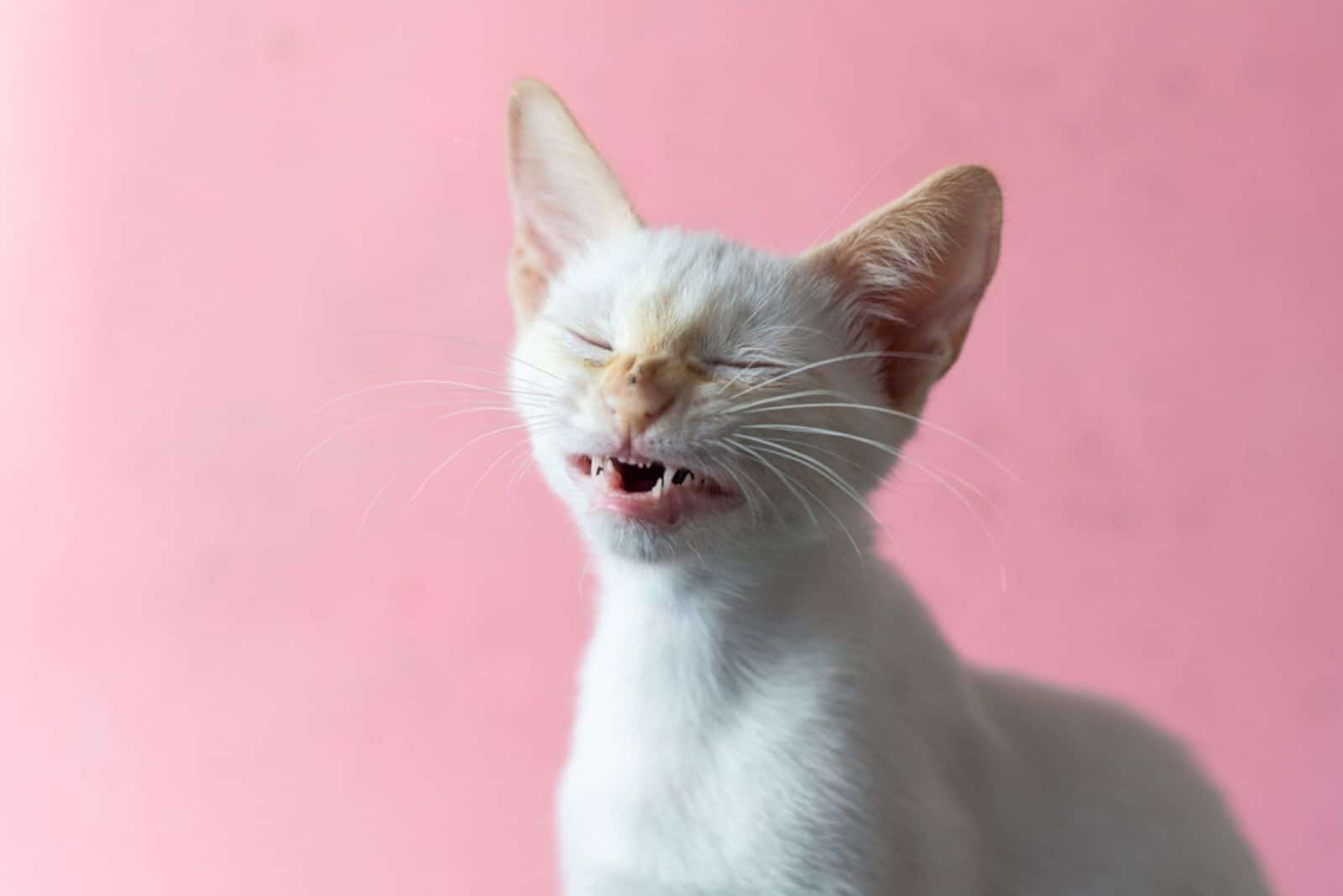 Baby cat sneezing