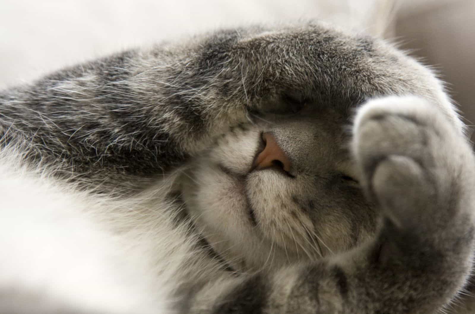 Bashful Gray Cat with Paws over Face