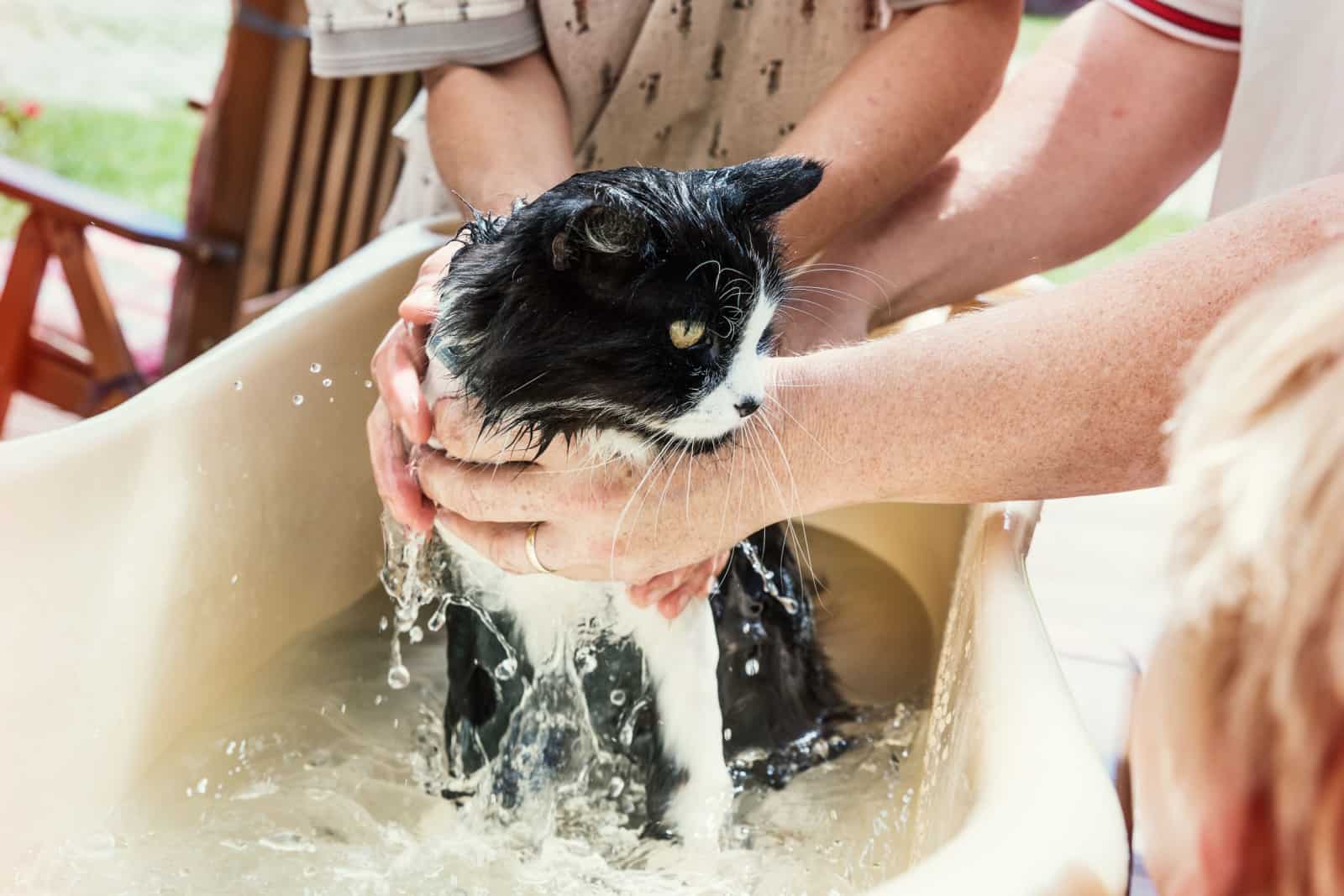 Bathing a cat in a bathtub