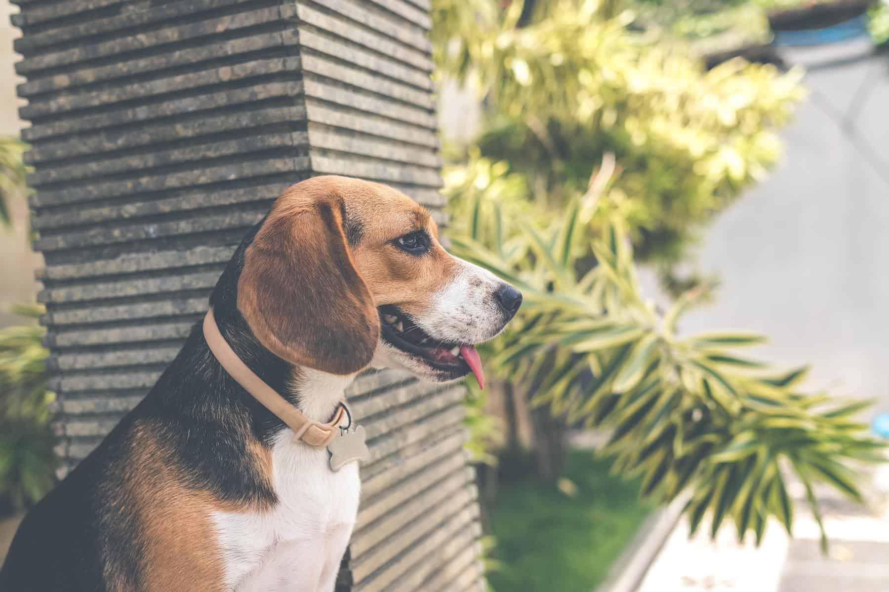 Beagle relaxing outside on a sunny day