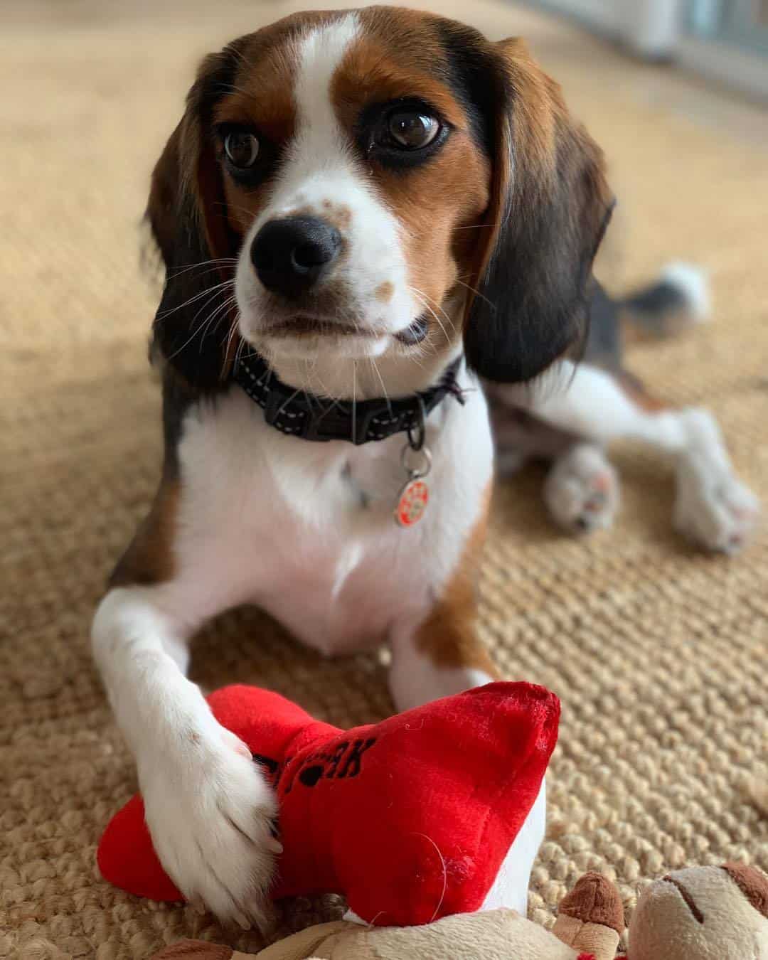 Beagle Cavalier mix with toy