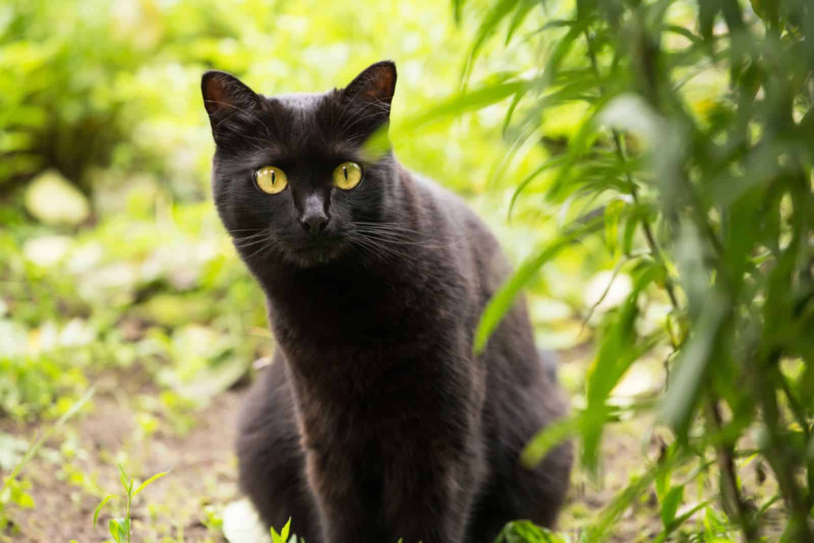 Beautiful bombay black cat in nature