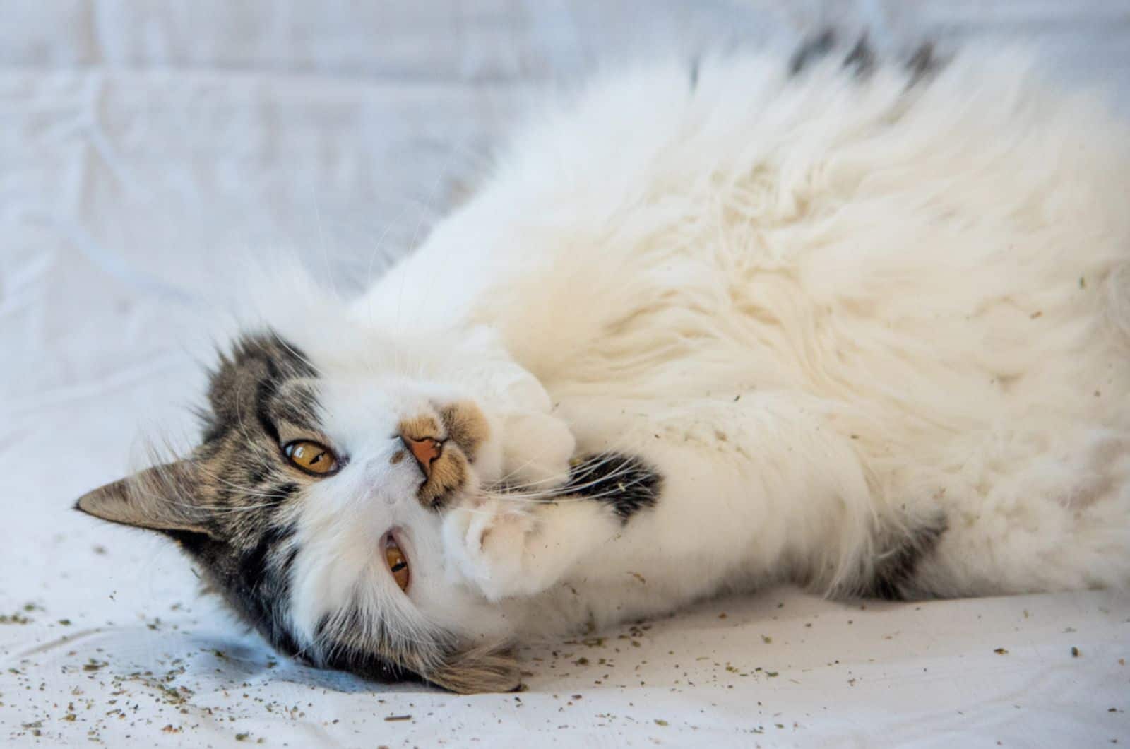 Beautiful cat with bright orange eyes rolling