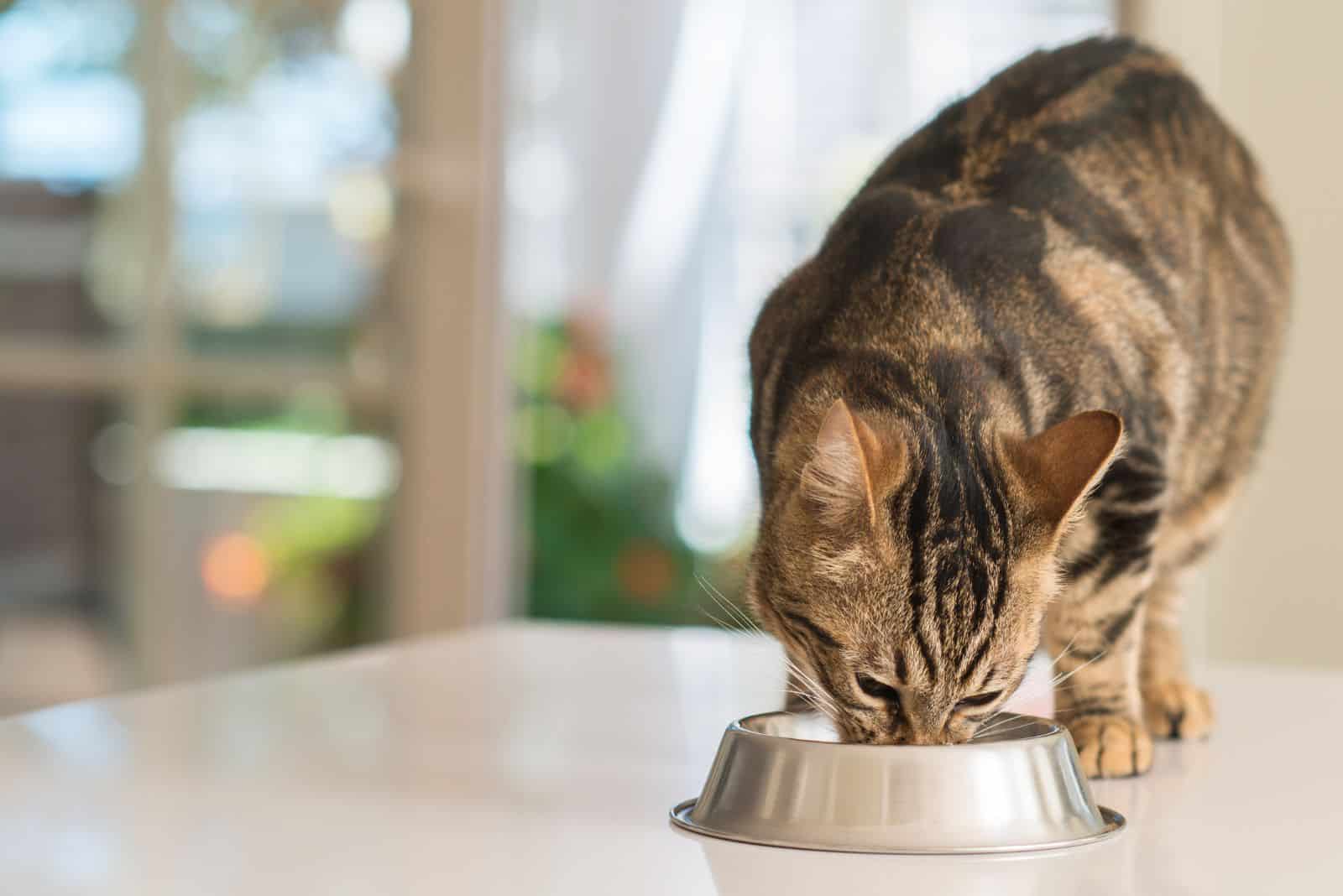 Beautiful feline cat eating on a metal bowl