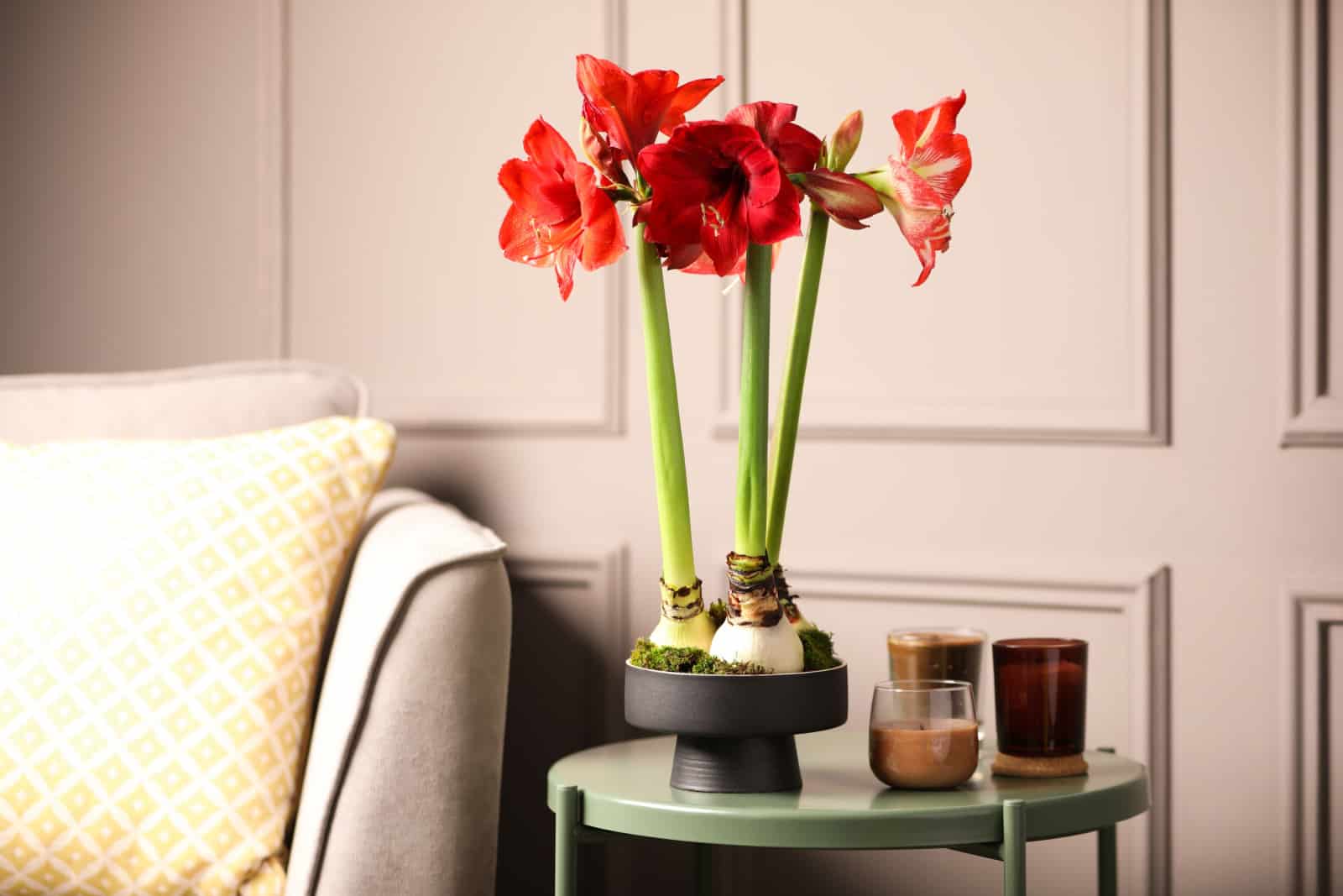 Beautiful red amaryllis flowers on table in room