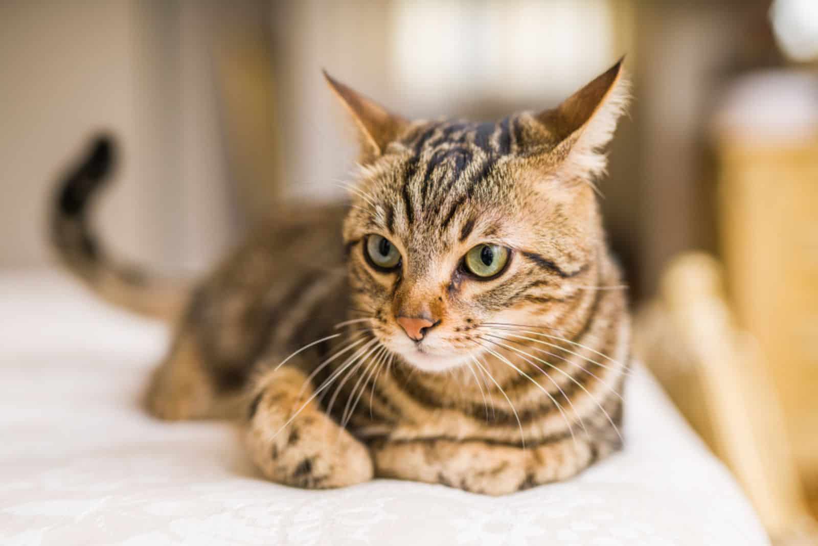 Beautiful short hair cat lying on the bed at home