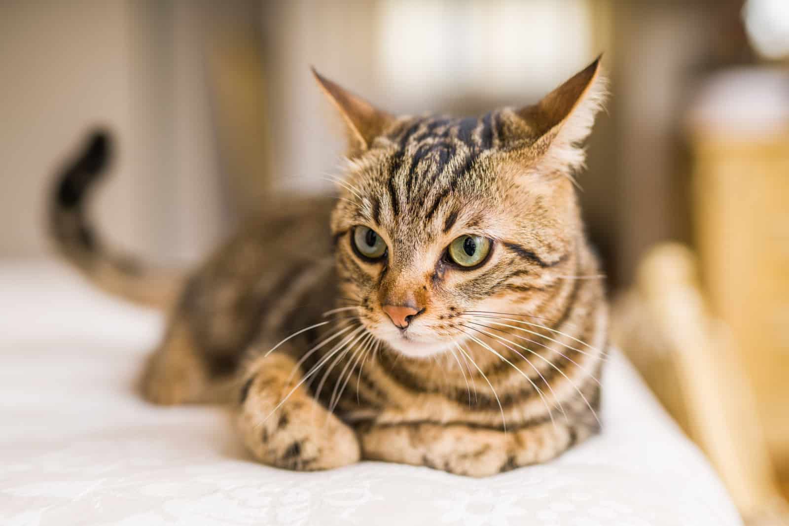 Beautiful short tabby hair cat lying on the bed at home