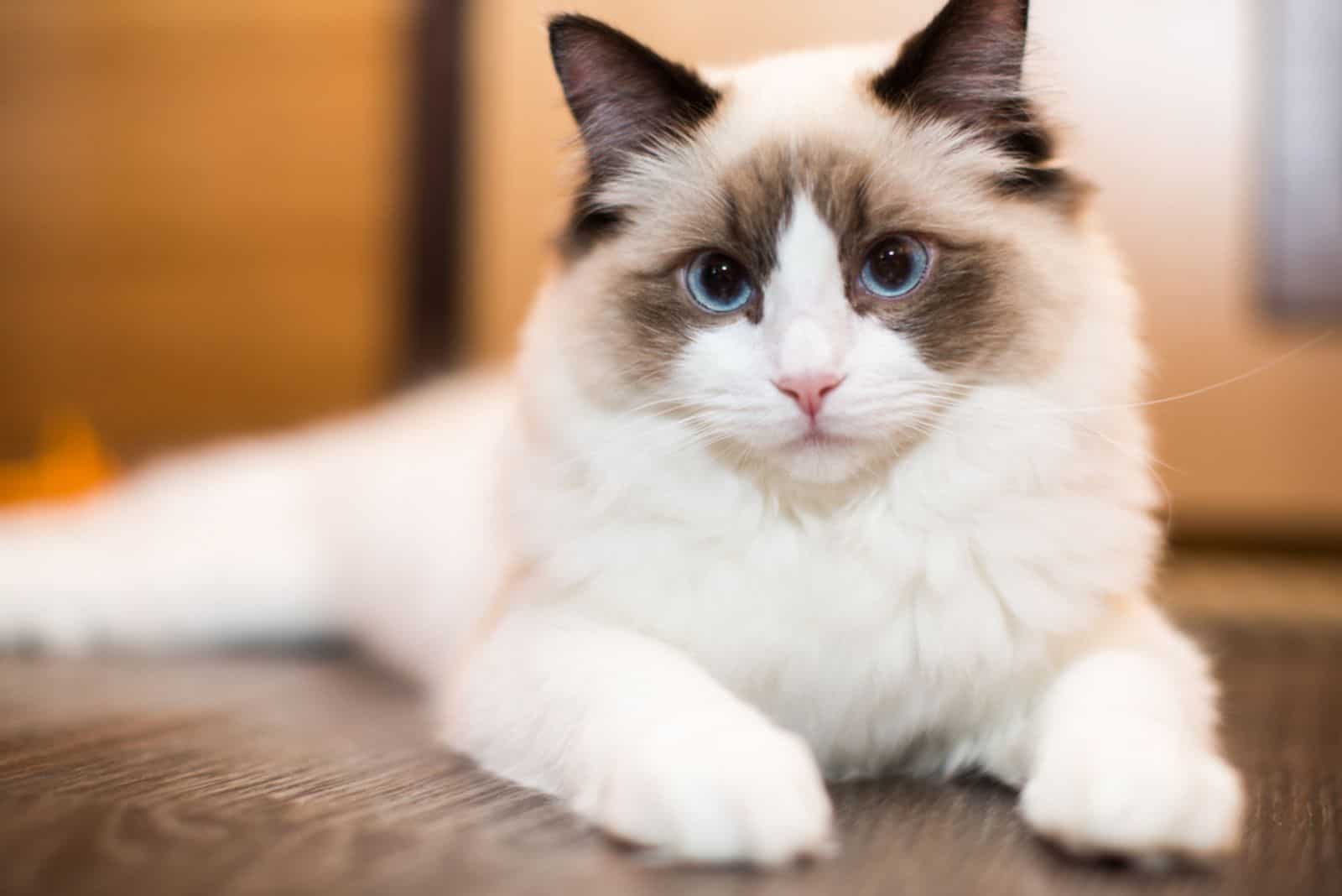 Beautiful young white purebred Ragdoll cat