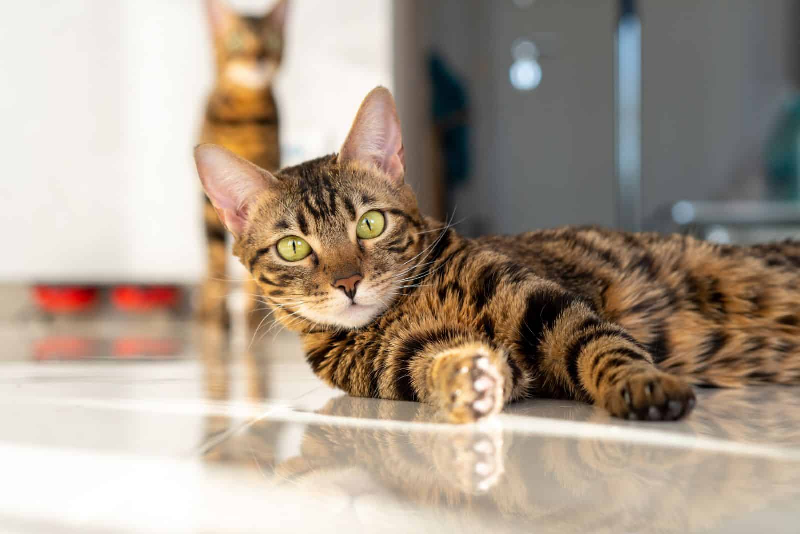 Bengal Cat lies on the tiles