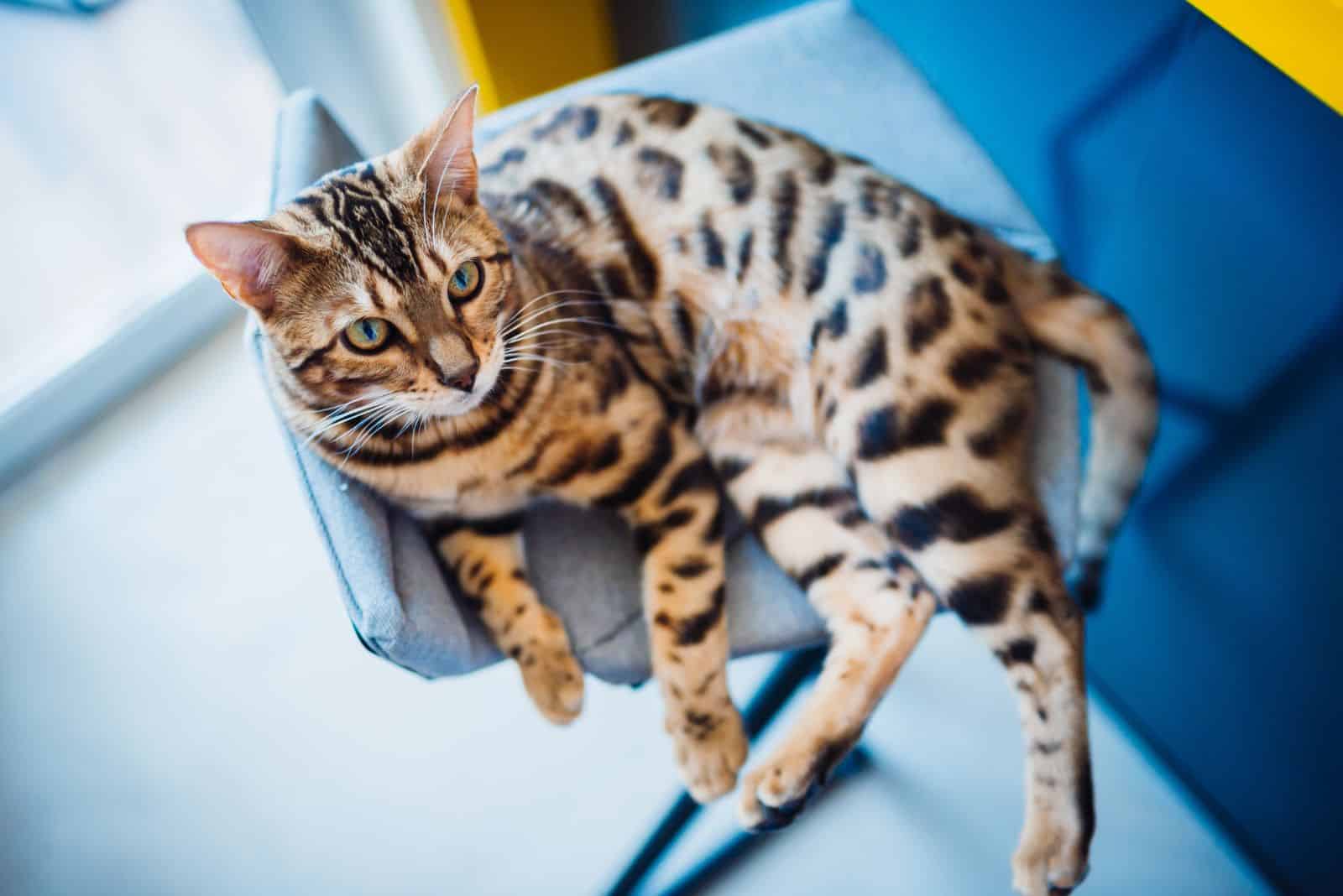 Bengal cat lies on grey chair