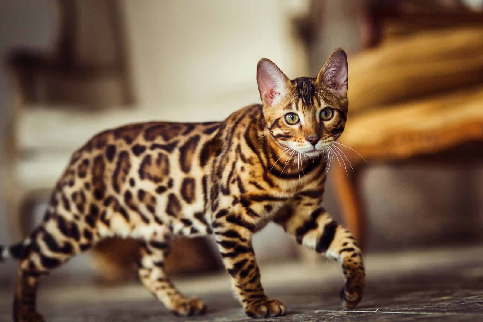 Bengal cat sneaks