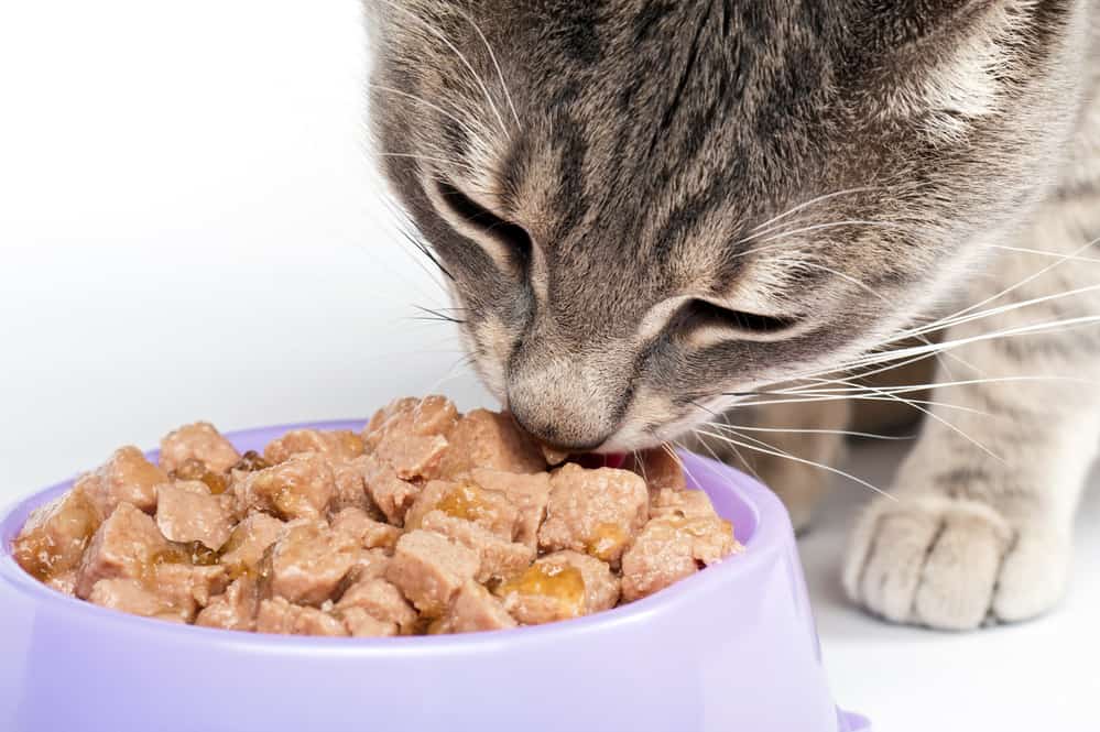 best cat food without Carrageenan