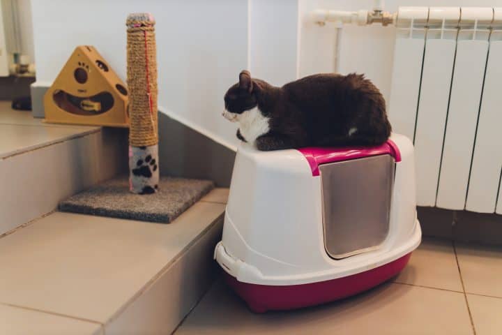 Best Cat Litter Boxes For A Small Apartment