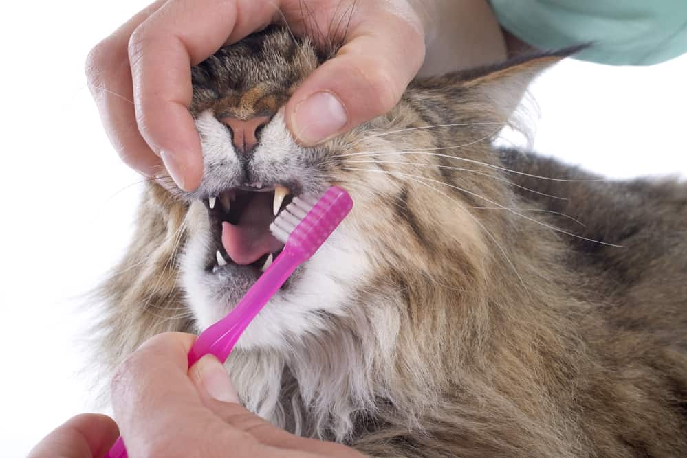 Best Cat Toothpastes