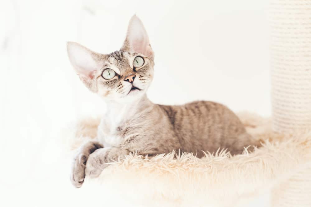 best cat tree with hammock cute cat sitting in a basket