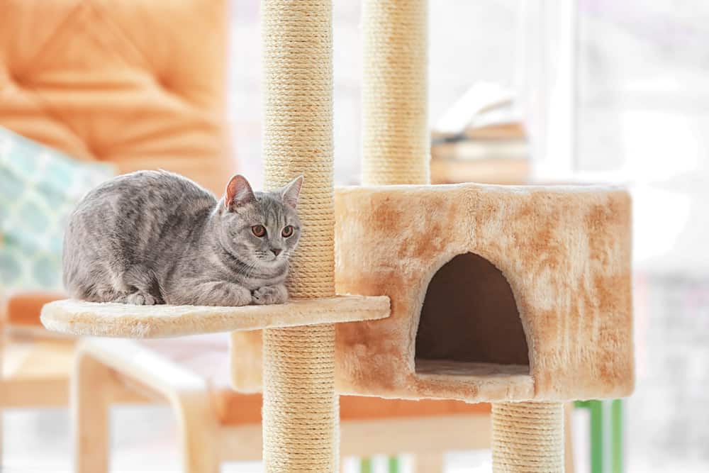 best cat tree for declawed cats