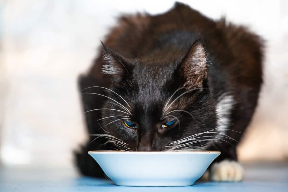 Best Cheap Cat Food