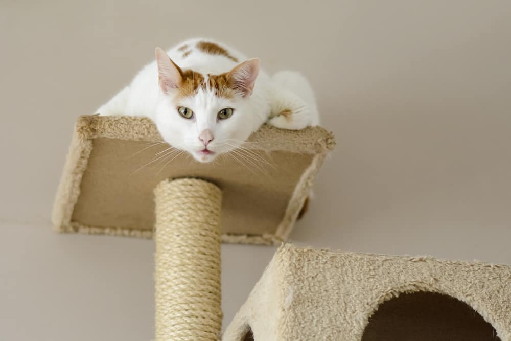 cat looking down from tall cat tree