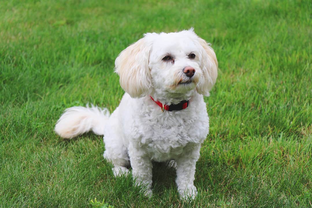 Bichon Poodle sitting outside in the grass